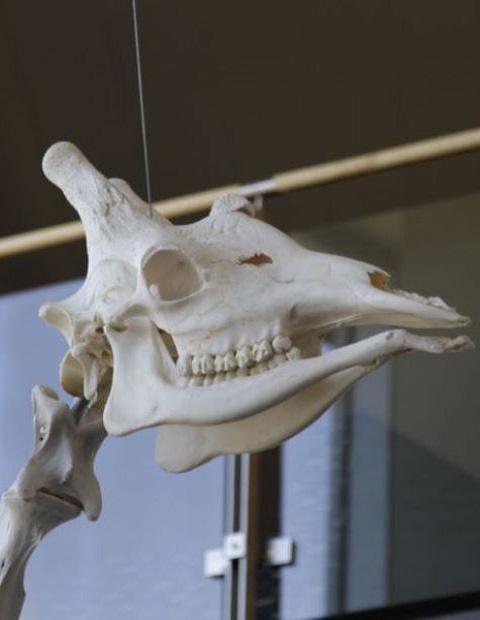 Skeleton of a giraffe mounted indoors, with visible vertebrae and long neck bones—set against a dark interior backdrop.